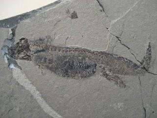 Kleiner Saurier für Fossiliensammler