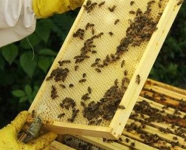 Von mutigen Bienenbezwingern