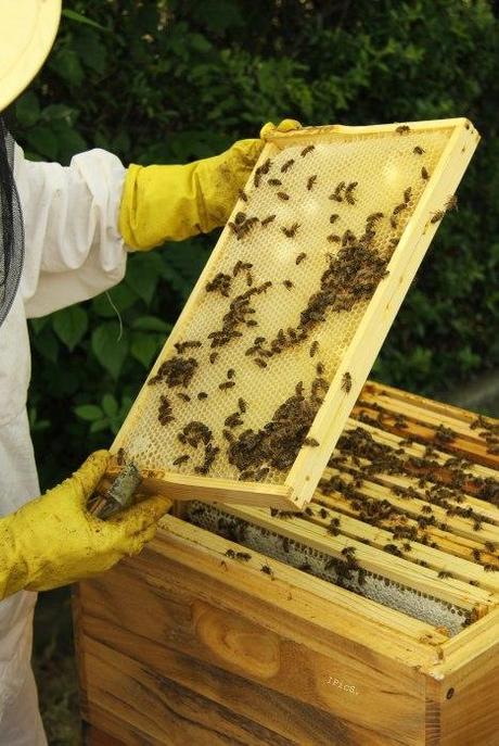 Von mutigen Bienenbezwingern