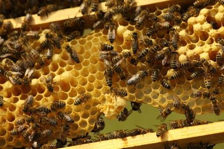 Von mutigen Bienenbezwingern