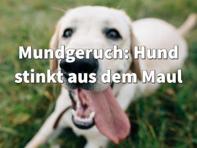 Mundgeruch: Hund stinkt aus dem Maul, Ursachen & Hausmittel