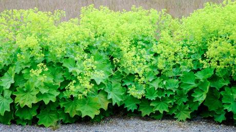Den weichen Frauenmantel richtig gießen ist wichtig, denn die Staude benötigt regelmäßig Wasser.