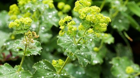 Der Weiche Frauenmantel ist mit der richtigen Pflege eine wunderschöne Pflanze