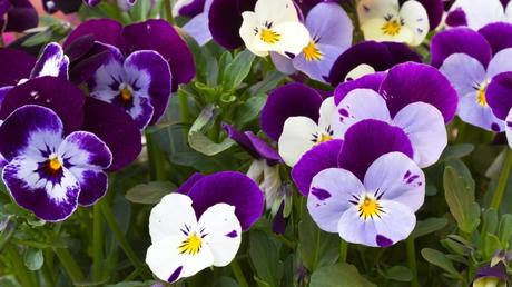 Das Hornveilchen (Viola Cornuta) muss nicht sonderlich viel gegossen werden. Staunässe muss vermieden werden, doch auch vollständig austrocknen sollte die Pflanze nicht.