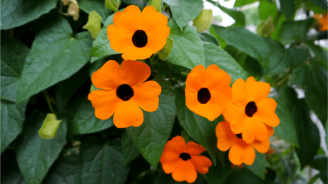 Schwarzäugige Susanne Pflege (Thunbergia alata) – So geht’s