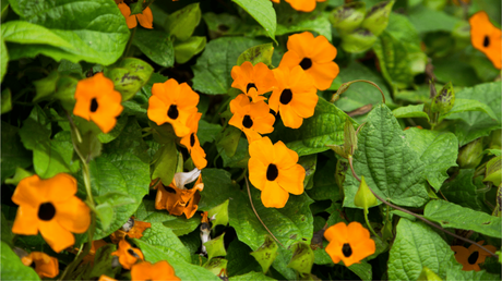 Die Schwarzäugige Susanne Pflegen ist eigentlich garnicht schwer. Doch beim Gießen gilt Vorsicht: Thunbergia alata benötigt regelmäßig und viel Flüssigkeit! Also nicht zu wenig gießen.