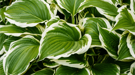 Bei der Funkien Pflege sollte Staunässe unbedingt vermieden werden. Dabei ist es egal, ob sie einen sonnigen oder schattigeren Standort hat.