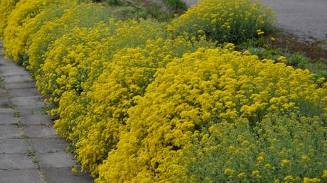 Das Felsen-Steinkraut überzeugt mit besonders hoher Widerstandsfähigkeit und versorgt Bienen als Frühblüher bereits ab Anfang April.