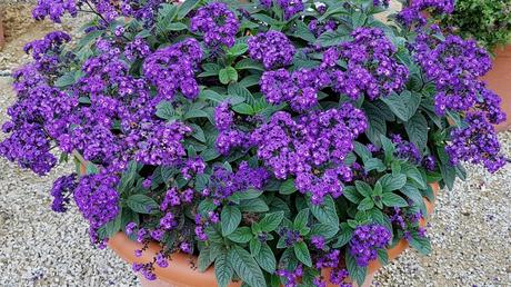 Machen in Kübeln und auf dem Balkon ein gutes Bilder: Vanilleblumen.