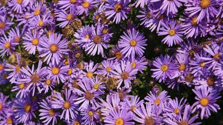 Diese Blütenpracht ist nicht nur etwas für die Augen, sonern auch für Bienen und viele andere Nützlinge