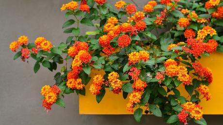 Lantana camara: Mit den wunderschönen Blüten überzeugt das Wandelröschen auf jedem Balkon