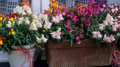 Bereits seit dem 17. Jahrhundert zieht das große Löwenmäulchen Bienen an und schmückt Gärten und Balkone.