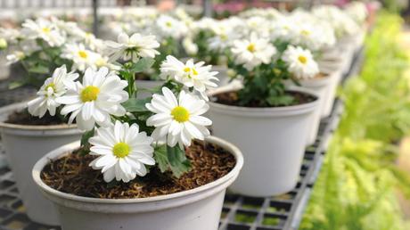 Die Margerite ist eine wunderschöne bienenfreundliche Balkonpflanze und überzeugt mit leicht zugänglichen und reichhaltigem Angebot an Nektar und Pollen.
