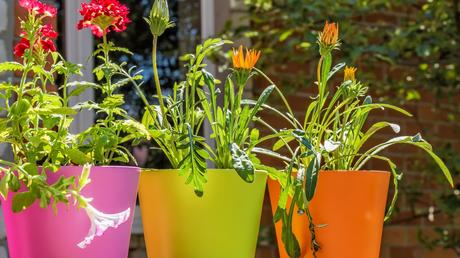 Die Gazanie ist auch als Mittagsgold oder Sonnentaler bekannt. Je nach Sorte trägt sie zwischen Mai und September Blüten, die in dieser Zeit Bienen anziehen.