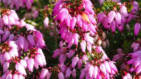 Dank der Schneeheide, auch bekannt unter dem Namen Winterheide, haben Sie eine gute Möglichkeit dem grauen und eintönigen Anblick auf dem Balkon im Winter etwas entgegenzusetzen.
