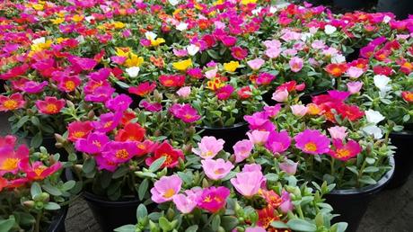 Selbst direkte Mittagssonne scheint den Porulakröschen nichts auszumachen, was sie ideal für südlich ausgerichtete Balkone macht.