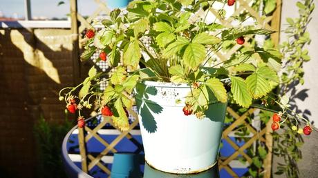 Eine bienenfreundliche Balkonpflanze von der Sie doppelt profitieren: Die Erdbeere schmeckt gut und zieht Bienen an.