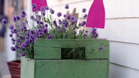 Lavendel macht auch in besonderen Blumenkästen und Töpfen ein gutes Bild.