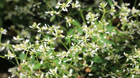 Bienenfreundliche Balkonpflanzen Die 20 beliebtesten Pflanzen in der
