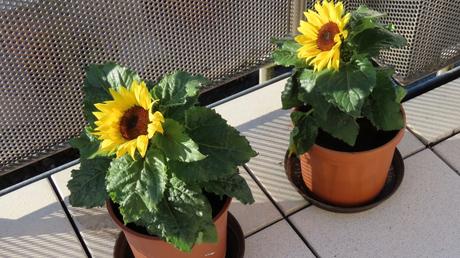 Wie auch andere Korbblütler ist die Sonnenblume eine bienenfreundliche Balkonpflanze, weil sie auf dichtem Raum viele Einzelblüten und damit eine großes Nahrungsangebot bietet. 