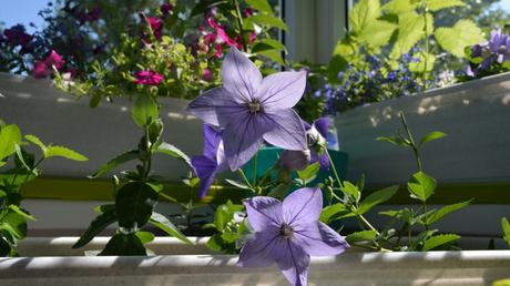 Die Glockenblume (Campanula) ist eine wunderschöne Zierpflanze und hervorragend für den Balkon geeignet.