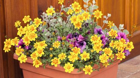 Die Goldmarie ist eine wunderschöne und pflegeleicht Pflanze für einen sonnigen Standort. Sie überzeugt mit ihren Blüten und Ihrer Farbpracht.