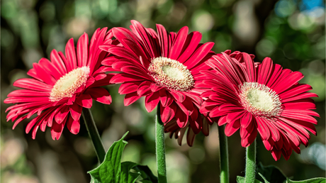 Eine gute Gerbera Pflege ist notwendig, um die Pflanze so schön blühen zu lassen, wie hier auf dem Bild.