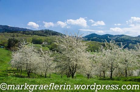 Kirschblüte im Markgräflerland 2020 – Eine kleine Wanderung zu Ostern
