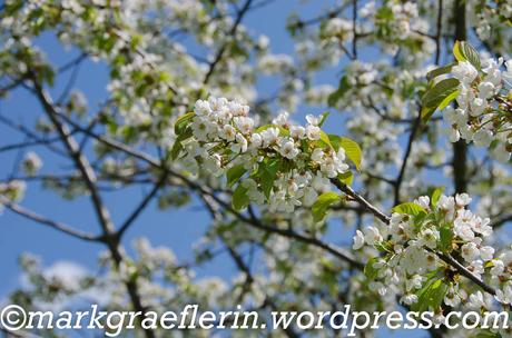 Kirschblüte im Markgräflerland 2020 – Eine kleine Wanderung zu Ostern