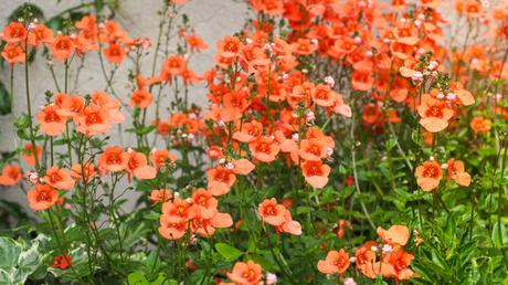 Elfensporn ist eine wunderschöne Pflanze. Mit der richtigen Pflege der Diascia haben Sie auch sehr lange etwas von ihr. In diesem Beitrag zeigen wir, wie's geht.