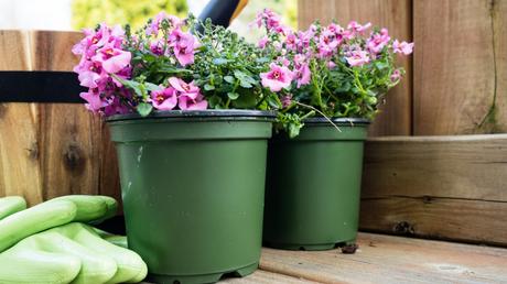 Egal ob als Kübelpflanze oder im Beet. Elfensporn ist mit der richtigen Diascia Pflege ein echter Hingucker. 