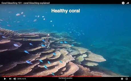 Korallenbleiche gut erklärt – ist das Great Barrier Reef noch zu retten?