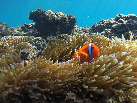 Korallenbleiche gut erklärt – ist das Great Barrier Reef noch zu retten?