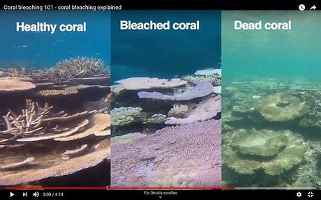 Korallenbleiche gut erklärt – ist das Great Barrier Reef noch zu retten?