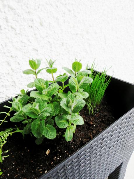 Urban Gardening – Tipps fürs Gärtnern auf dem Balkon