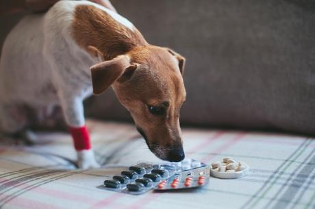 Immunsystem stärken – Für Hund und Halter/in