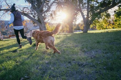Immunsystem stärken – Für Hund und Halter/in