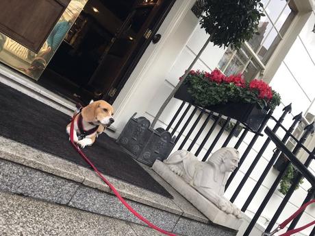 Piet – ein Beagle in London