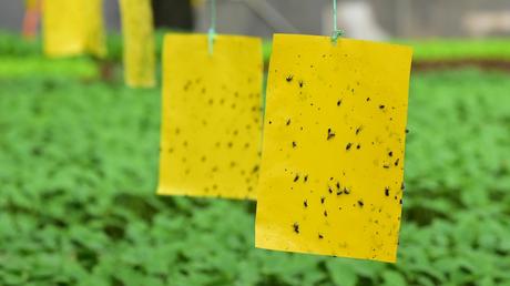 Blattläuse im Gewächshaus – Das können Sie tun