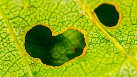 Der Schaden, den Blattläuse im Gewächshaus anrichten ist oft groß. Doch Blattläuse wieder los zu werden ist nicht so schwer. Wir zeigen wie's geht. 