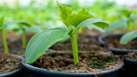 Sie können Gurkenpflanzen im Gewächshaus auspflanzen, sobald diese eine ungefähre Höhe von 15cm haben.