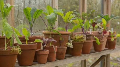 Gewächshaus Zubehör: Die 10 besten Hilfsmittel