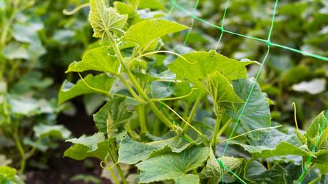 Ranknetze helfen Pflanzen beim Wachsen! Nutzen Sie diese als Gewächshaus Zubehör.