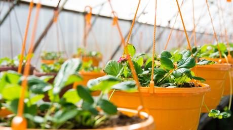 Gewächshaus Zubehör: Die 10 besten Hilfsmittel