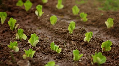 Salat im Gewächshaus anbauen – So geht’s!
