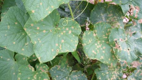 Die Eckige Blattfleckenkrankheit zählt zu den klassischen Gurkenkrankheiten im Gewächshau.s