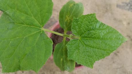 Für die Gurken-Mosaik-Virusverletzung ist ein Befall mit Blattläusen verantwortlich, die diese Gurkenkrankheit ins Gewächshaus bringen.