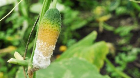 Die Sclerotinia-Welke befällt vorrangig die Gurken und zählt damit zu den typischsten Gurkenkrankheiten im Gewächshaus.