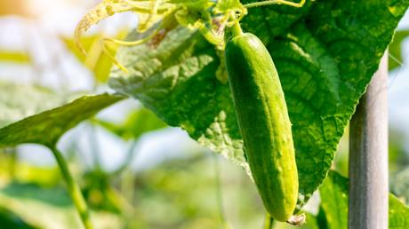 Gurkenkrankheiten im Gewächshaus verhindern eine schöne und perfekte Ernte wie die, die hier auf dem Bild zu sehen ist.