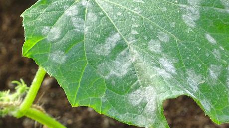 Gurkenkrankheiten im Gewächshaus – Das können Sie gegen die typischen Krankheiten tun